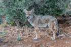 A coyote takes advantage of a rock to gain a better view. Art Print